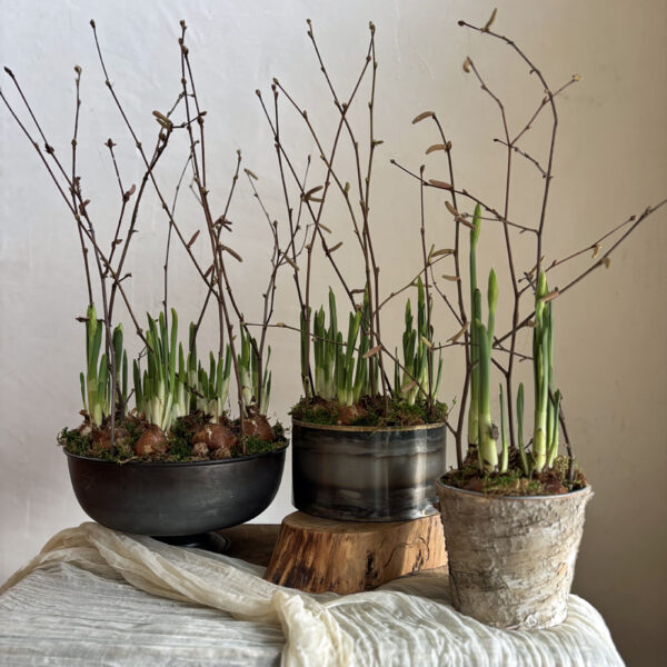 paperwhites in pots