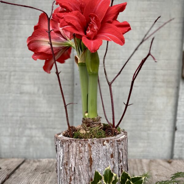 red amaryllis bark pot