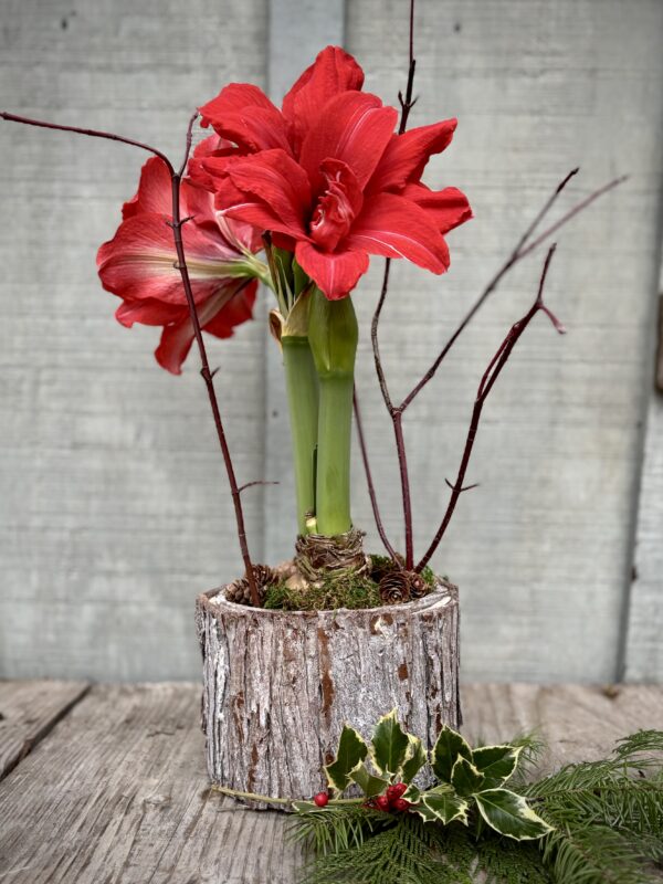 red amaryllis bark pot