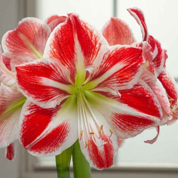 December Amaryllis - Image 3